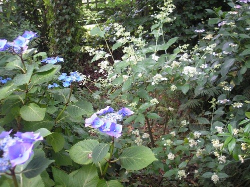 Hydrangeas