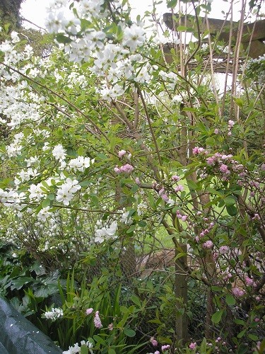 Deutzia and charry