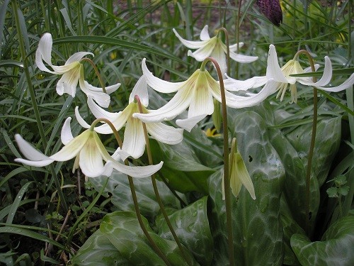 Erythronium White Beauty.