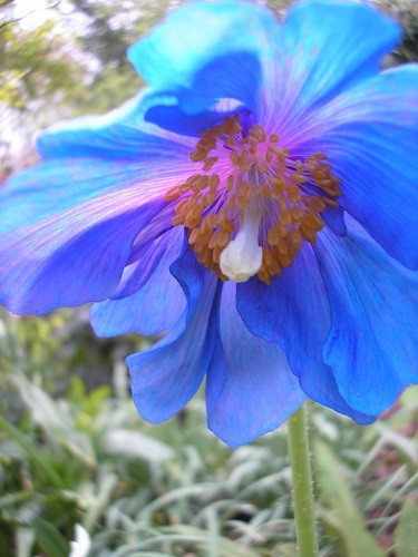 Meconopsis Lingholm April 2011