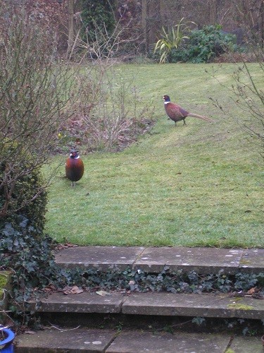 2 pheasants