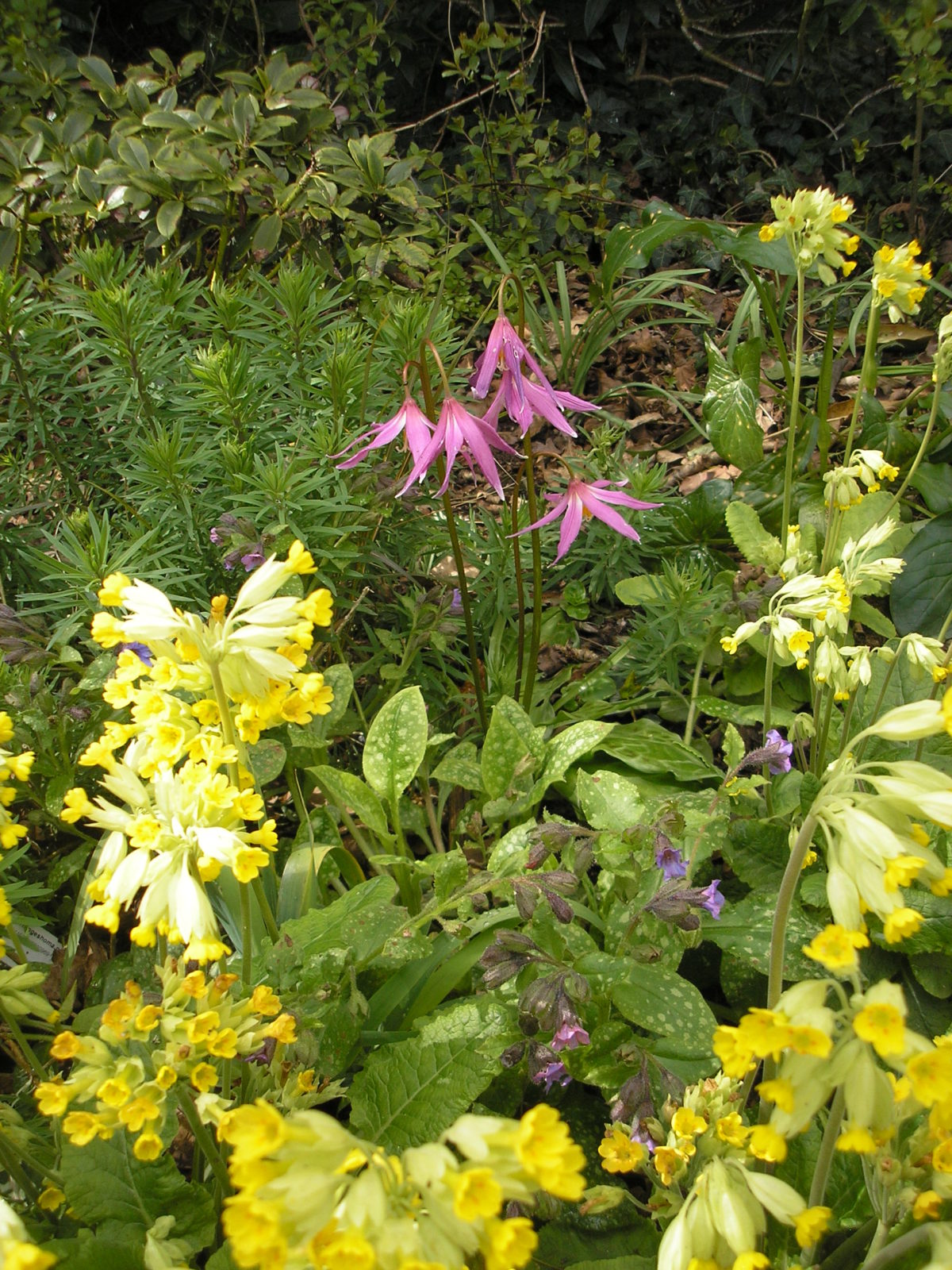 Erythronium Knightshayes Pink with cowslips.