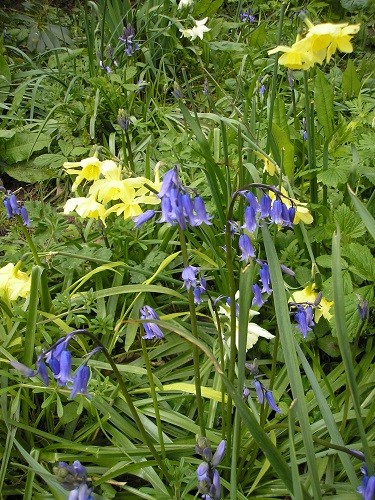 English bluebells, Hyacinthoides non scripta.