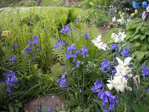 Bluebell time in the bog. May 2011