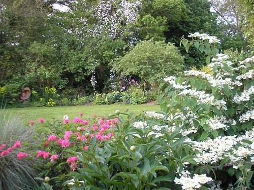 Clematis waterfall. May 2011