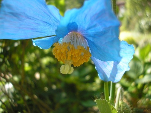 Meconopsis betonicifolia May 2011