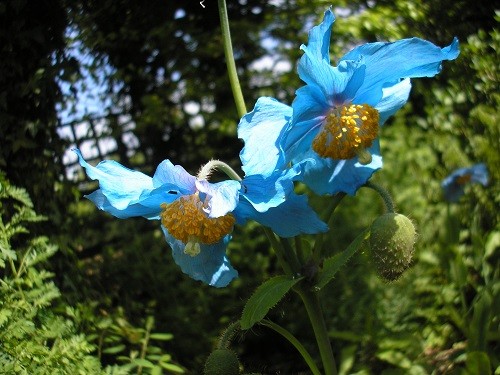 The seeds for these flowers came from the garden we visited in Canada.