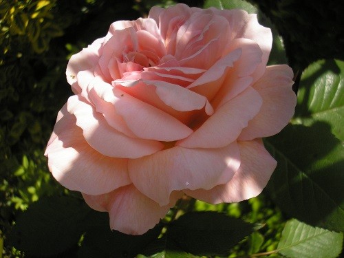 R. Shropshire Lad is a stunning rose with a beautiful perfume. We see this from the kitchen window when doing the dishes.