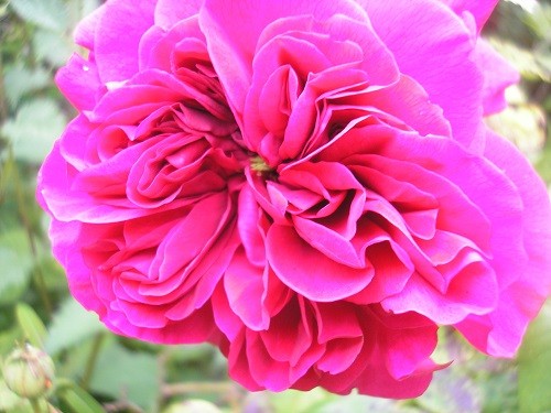 R. The Dark Lady who smells exactly as a dark red rose should - divine!