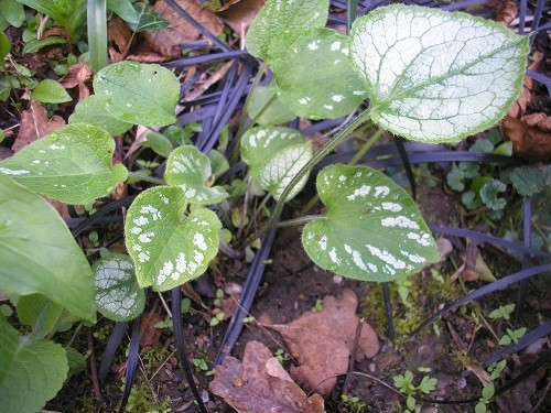 Brunnera Jack Frost seedlings