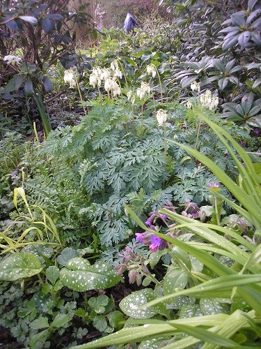 Dicentra