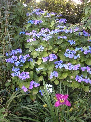 Blue Lacecap hydrangea.