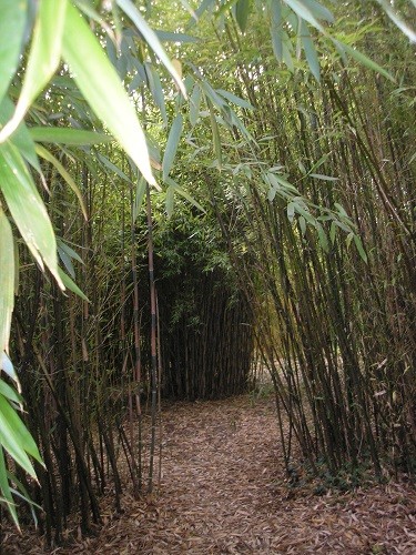 Bamboo grove