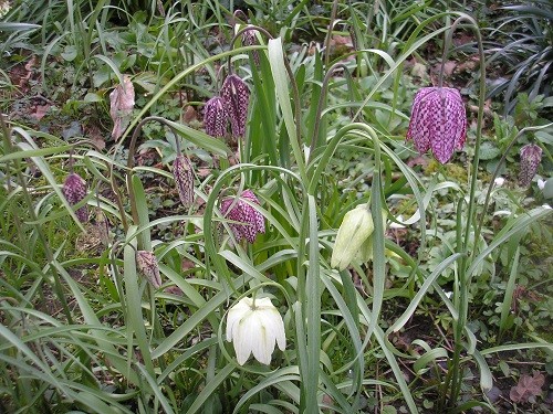 Snakeshead fritillaries