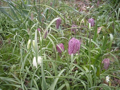 snakeshead fritillaries