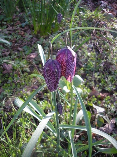 Fritillaria meleagris