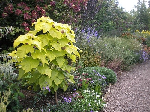 Catalpa