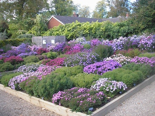 National collection of Asters.