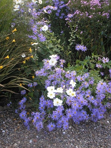 Japanese anemone and asters.