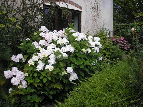 Hydrangea under the kitchen window.