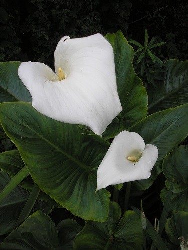 Zantedeschia aethiopica