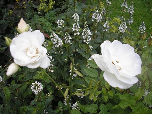 Iceberg rose.