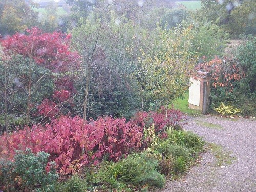 The view from the landing window of the front drive. Cornus are showing their beautiful beetroot coloured leaves.