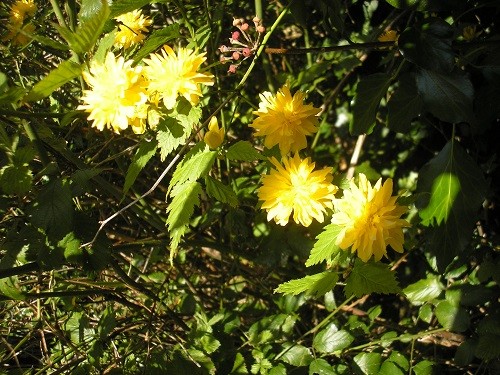 Kerrya japonica