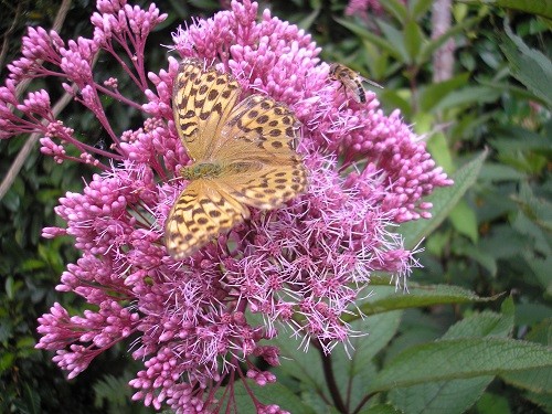 Silver Washed Fritillary