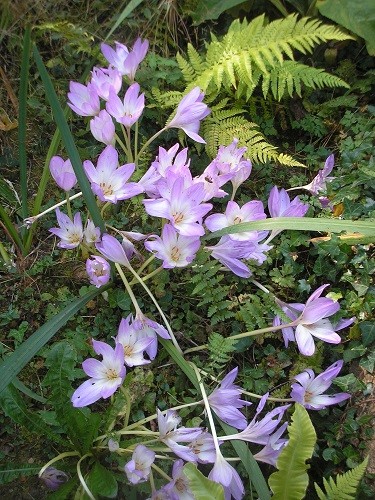 Colchicums