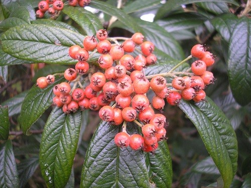 Cotoneaster