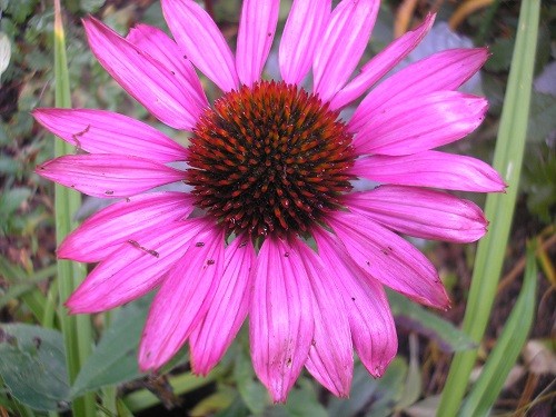 Echinacea Grand Master