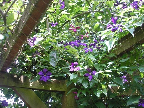 Clematis on pergola