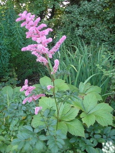 also in the bog, an Astilbe.