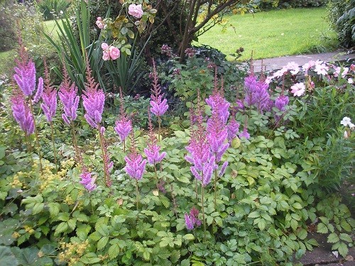 Astilbes by the back door.