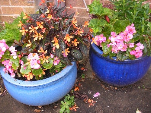 Backdoor pots.