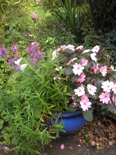 Pot by steps onto the lawn.