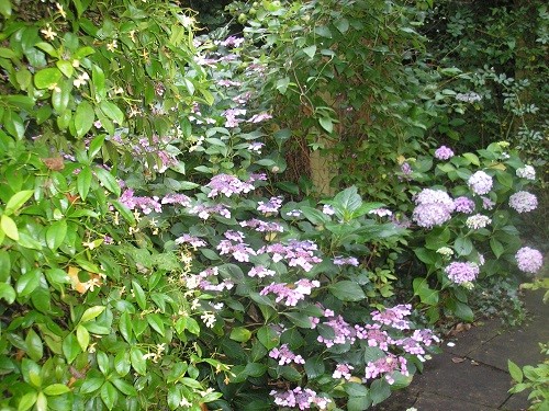 Under the pergola.