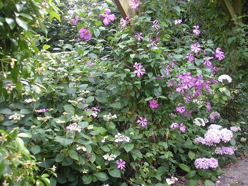 Clematis and hydrangea