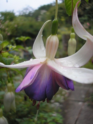 Hardy Fuchsia Delta Sarah.