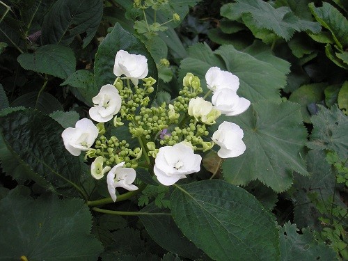 Lacecap hydrangea