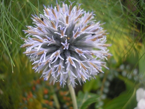 Echinops  Taplow Blue.