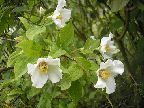 Philadelphus Belle Etoile