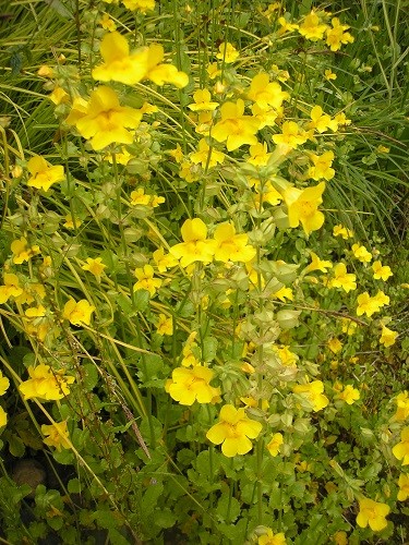 Mimulus