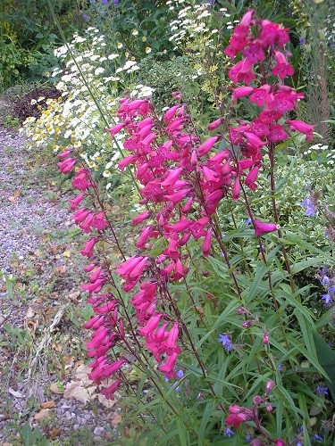 Penstemon Garnet