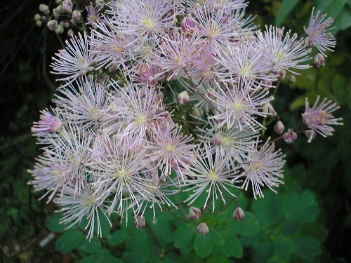 Thalictrum aquilegifolia