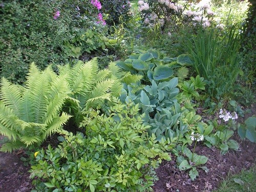 The fern, Mateuccia struthiopteris, revels in the permantly damp soil, shown here with astilbe in front.