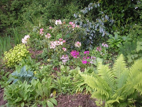 The rhododendron at the back of the border where it is drier, picks up the colours of the primulas.