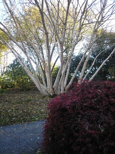 Betula ermanii.