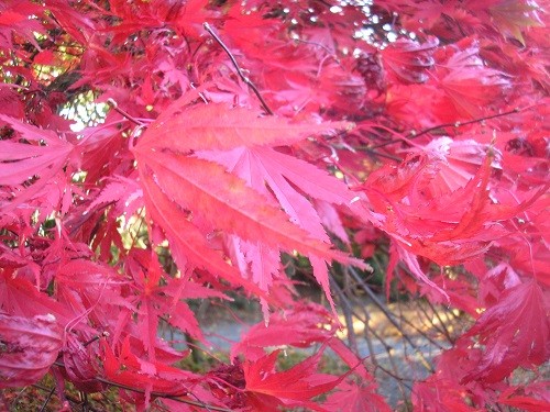 No labels to tell me which Acer this is.